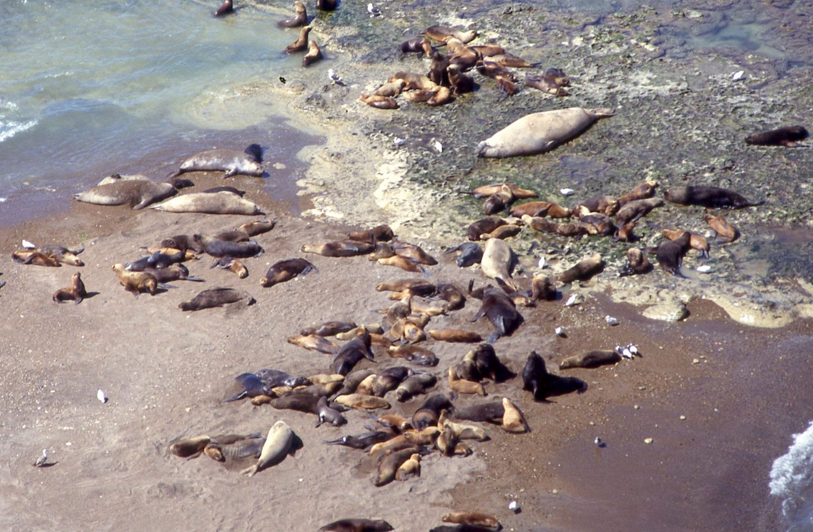 Valdés Peninsula 03